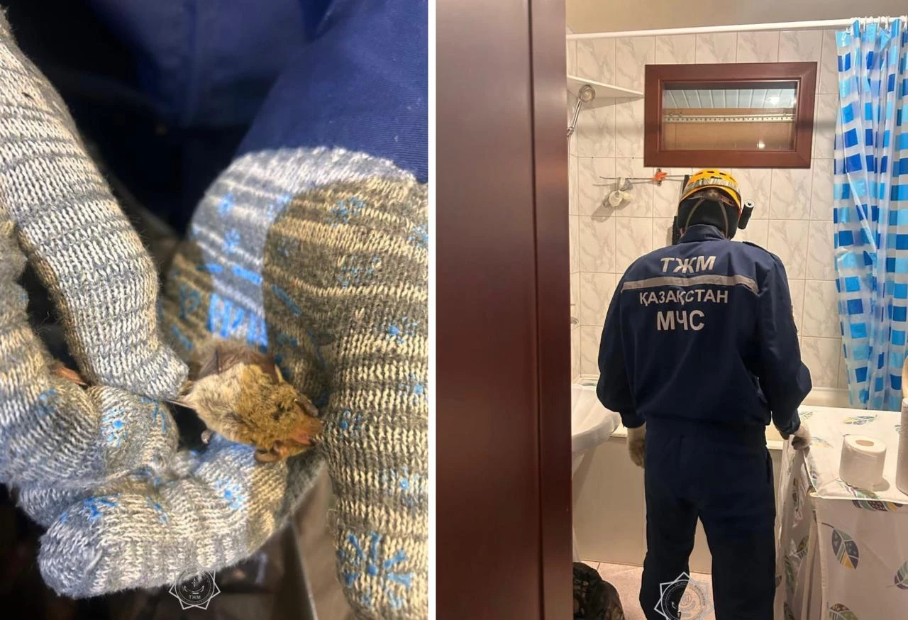 Летучая мышь залетела в квартиру в Уральске